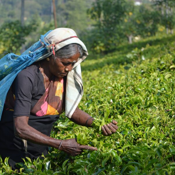 sri lanka tea