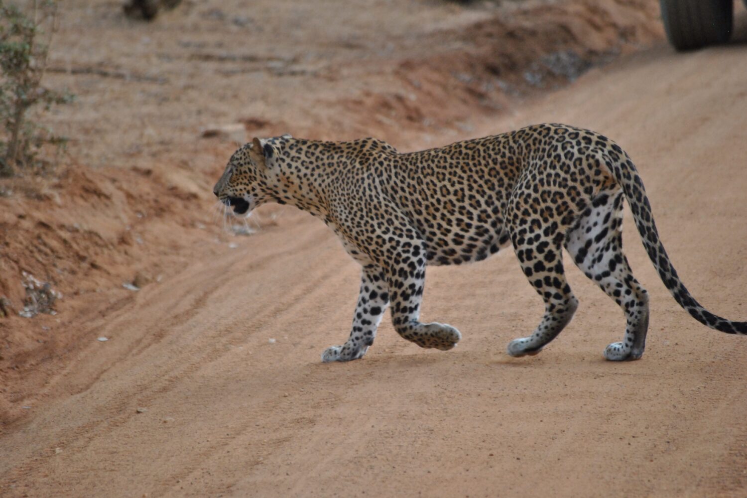 Leopard was captured during yala jeep safari