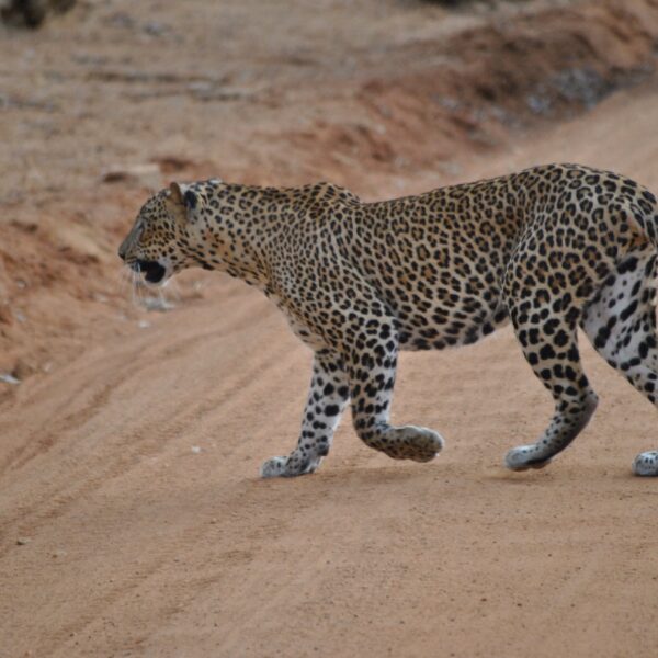 Leopard was captured during yala jeep safari