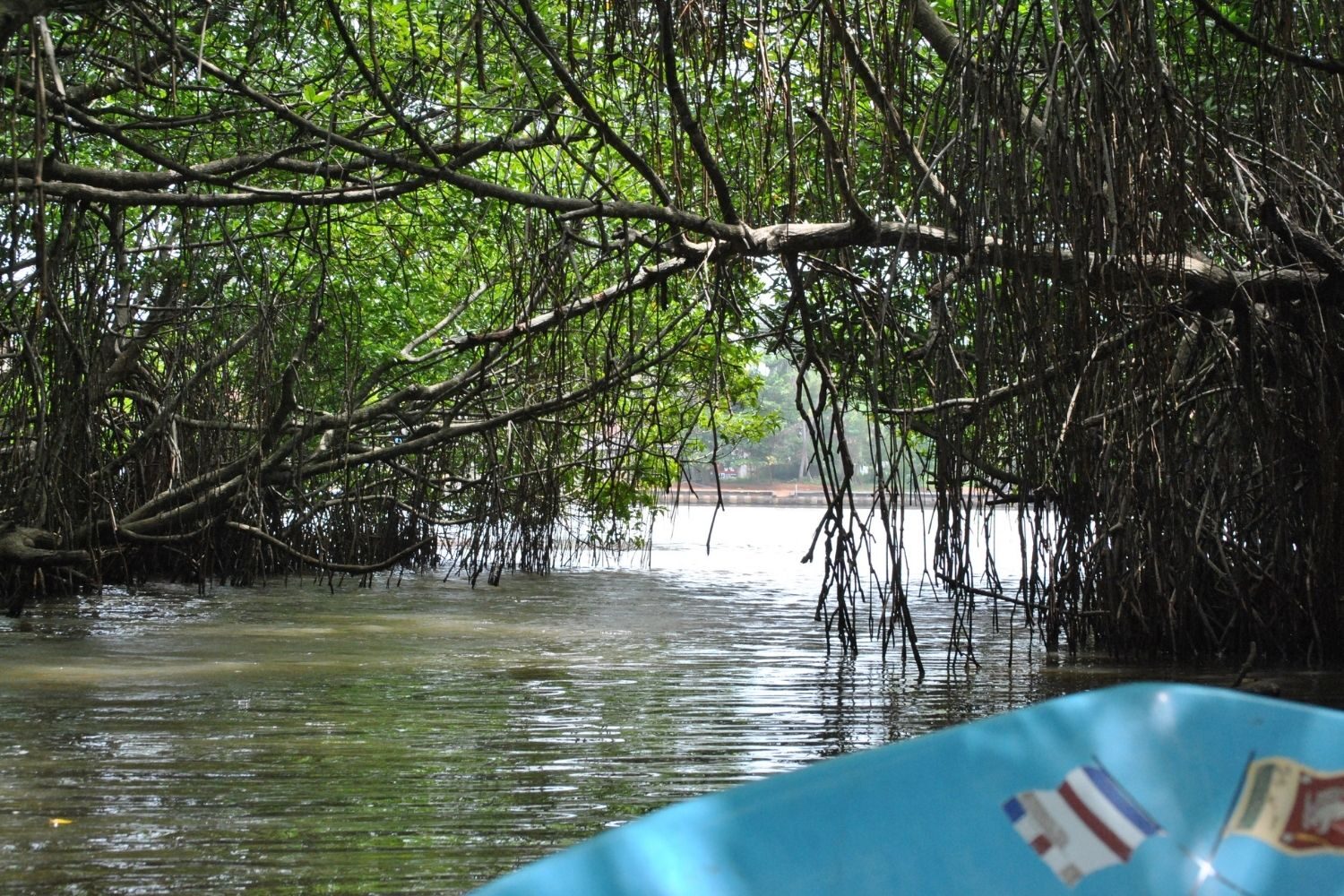 mangroves in bentota river